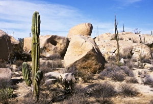 Baja California Prints: Mexico, Baja California, Catavina, Cardon Cactus at Catvina Rock Garden