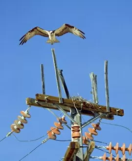 Mexico, Baja California, near Bahia Tortugas. Osprey hovering above nest on power pole
