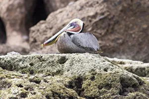 Plumage Prints: Mexico, Baja California, Sea of Cortez. Brown Pelican breeding plumage