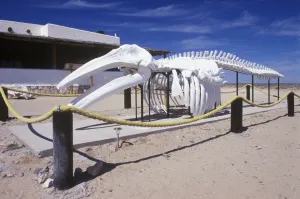 Baja California Prints: Mexico, Baja California Sur, Guerro Negro, Laguna Ojo de Liebre, Gray Whale Skeleton