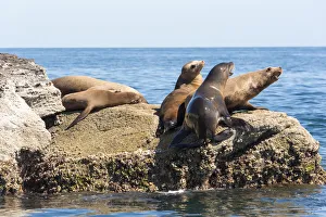 National Prints: Mexico, Baja California Sur. Isla Coronado California Sea Lion colony haul out called La Lobera