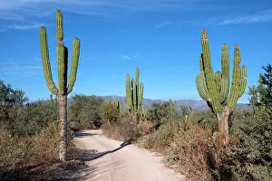 Tall Prints: Mexico, Baja California Sur. La Ventana, trail through the cardon cactus forest