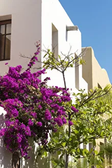 Prints of Mexico, Baja California Sur, Loreto. colorful display of bougainvillea on building against bright blue sky Images Dated 2018 June: Mexico, Baja California Sur, Loreto. colorful display of bougainvillea on building