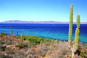 Turquoise Prints: Mexico, Baja California Sur, Mulege, Bahia Concepcion, Cardon Cactus (Pachycereus