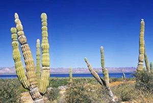 Mexico, Baja California Sur, Mulege, Bahia Concepcion, Cardon Cactus (Pachycereus