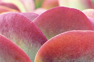 Baja Prints: Mexico, Baja California Sur, San Jose del Cabo, Kalanchoe (Kalanchoe thyrsiflora)