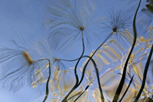 Images Dated 22nd November 2011: Mexico, Baja California, Tecate. Pool reflection at Rancho La Puerta