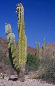 Mexico, Baja Peninsula, Sea of Cortez, Isla San Esteban, cardon cactus in arroyo