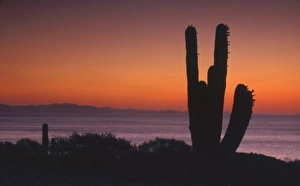 Sea Of Cortez Prints: Mexico, Baja Peninsula, Sea of Cortez, Isla San Esteban, silhouette of cardon cactus