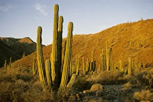 Sea Of Cortez Prints: Mexico, Baja, Santa Catalina Island, Sea of Cortez, Cardon Cactus (Pachycereus pringlei)