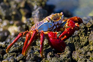 Sea Of Cortez Prints: Mexico, Baja, Sea of Cortez. Delightful, colorful Sally Lightfoot crab