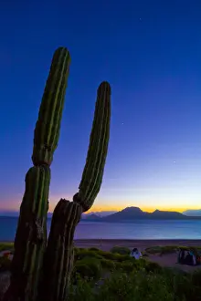 Sea Kayak Prints: Mexico, Baja, Sea of Cortez. Jupiter and Venus and Cardon Cactus at sunset, Isla