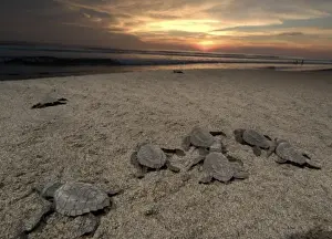 Images Dated 22nd June 2007: Mexico, Chiapas, Boca del Cielo Turtle Research Station, Olive Ridley sea turtle