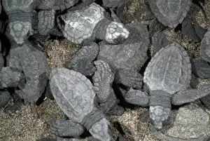 Images Dated 22nd June 2007: Mexico, Chiapas, Boca del Cielo Turtle Research Station, Hatchling Olive Ridley sea
