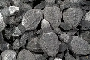 Images Dated 22nd June 2007: Mexico, Chiapas, Boca del Cielo Turtle Research Station, Hatchling Olive Ridley sea