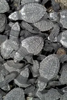 Images Dated 22nd June 2007: Mexico, Chiapas, Boca del Cielo Turtle Research Station, Hatchling Olive Ridley sea