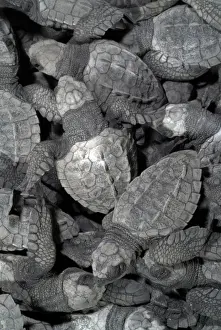 Images Dated 22nd June 2007: Mexico, Chiapas, Boca del Cielo Turtle Research Station, Hatchling Olive Ridley sea