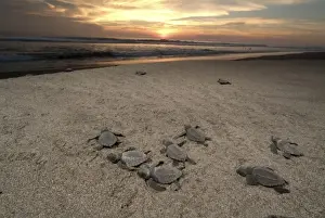 Images Dated 28th August 2012: Mexico, Chiapas, Boca del Cielo Turtle Research Station, Olive Ridley sea turtle