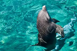 Isla Prints: Mexico, Cozumel. Dolphin Discovery at Chankanaab Park, Isla de Cozumel (Cozumel Island)