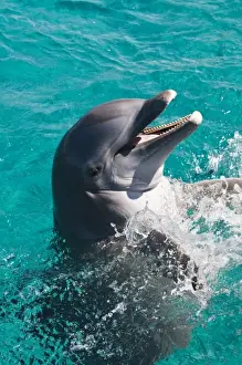 Images Dated 2nd February 2010: Mexico, Cozumel. Dolphin Discovery at Chankanaab Park, Isla de Cozumel (Cozumel Island)