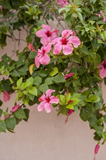 Malvaceae Prints: Mexico, Cozumel, Hibiscus