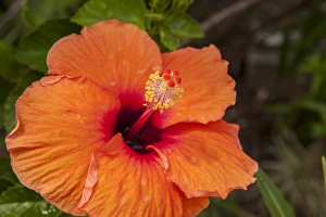 Images Dated 28th April 2010: Mexico, Cozumel, Hibiscus