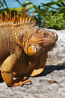 Mexico, Cozumel. Iguana Isla de Cozumel (Cozumel Island)