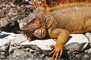 Isla Prints: Mexico, Cozumel. Iguana Isla de Cozumel (Cozumel Island)