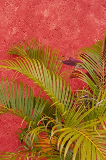 Mexico, Cozumel, palm tree against colorful stucco wall