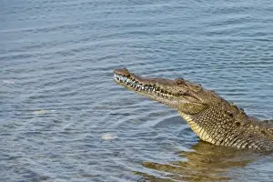 Crocodile Prints: Mexico, Cozumel. Saltwater crocodile in Punta Sur Park, Isla de Cozumel (Cozumel Island)