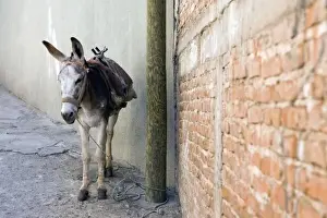 Pack Prints: Mexico, Guanajuato. Donkey tightened up to an electric pole in downtown Guanajuato