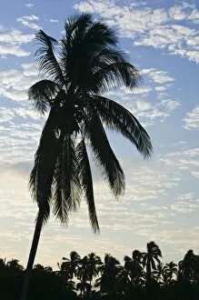 Mexico, Guerrero, Ixtapa. Beach Palm / Playa Quieta Beach / Dawn