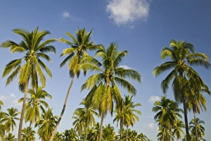Jalisco Prints: Mexico, Jalisco, Barra de Navidad. Palm Trees Along Coast Road #200