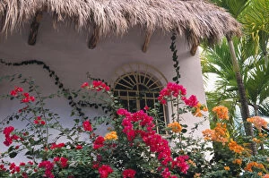 Mexico, Jalisco, Puerta Vallarta. Bougenvilla blooms underneath a thatch roof