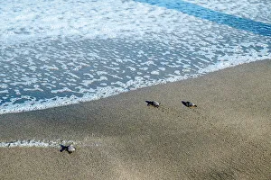Migration Prints: Mexico, Nayarit, Sayulita. Sea turtle hatchlings migrating to the Pacific Ocean