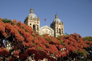 Mexico, Oaxaca, Setting sun lights flame trees and the Templo Santo Domingo at Cathedral Mexico, Oaxaca, Setting sun lights flame trees and the Templo Santo Domingo at Cathedral