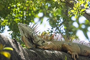 Jalisco Prints: Mexico, Puerto Vallarta. Iguana. Tree lizards
