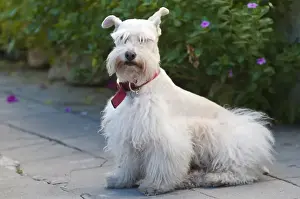 Images Dated 10th November 2010: Mexico, Puerto Vallarta. Scottish terrier Puerto Vallarta, Mexico