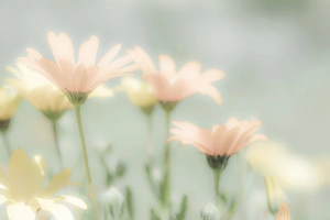Rancho La Puerta Prints: Mexico, Rancho La Puerta. Blooming desert flowers