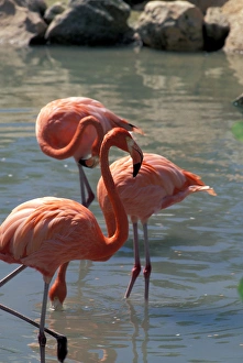 Images Dated 19th April 2005: Mexico, Riviera Maya. Pink Flamingo at Xcaret