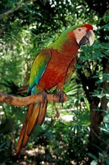 Images Dated 19th April 2005: Mexico, Riviera Maya. Scarlet macaw at Xcaret