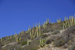 Sonoran Prints: Mexico, San Carlos. Organ Pipe cactus