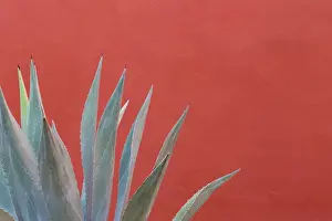 Images Dated 26th March 2013: Mexico, San Miguel de Allende. Agave plant next to colorful wall