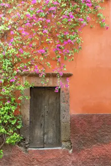 Weathered Prints: Mexico, San Miguel de Allende. Bougainvillea outside wooden doorway