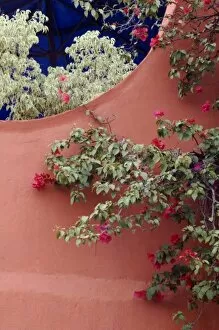 Images Dated 8th December 2006: Mexico, San Miguel de Allende, Bougainvillea and stucco wall