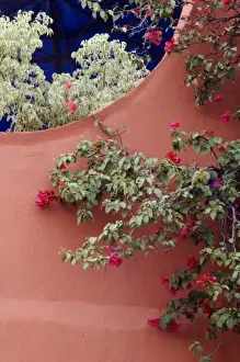 Images Dated 8th December 2006: Mexico, San Miguel de Allende, Bougainvillea and stucco wall