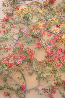 Images Dated 10th March 2013: Mexico, San Miguel de Allende. Bouganvilla growing on wall