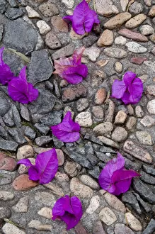Mexico, San Miguel de Allende, Fallen bougainvillea petals on cobblestones. Credit as