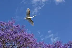 Mexico, San Miguel de Allende. Great egret flying over jacaranda tree. Credit as
