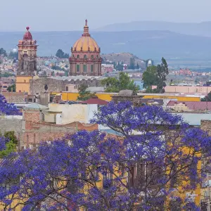 Images Dated 20th March 2013: Mexico, San Miguel de Allende. Jacaranda tree and city overview